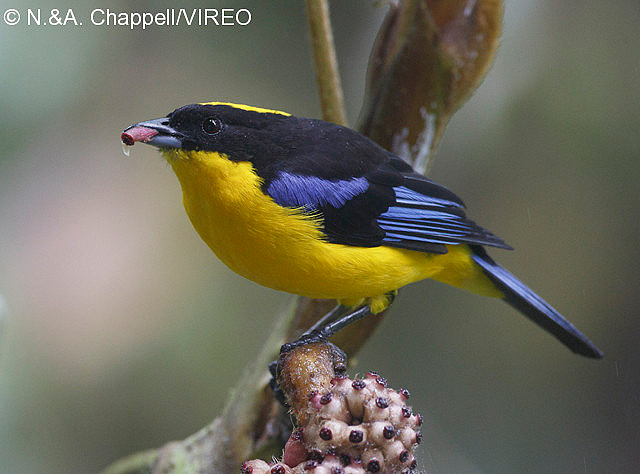 Blue-winged Mountain-Tanager c44-1-085.jpg